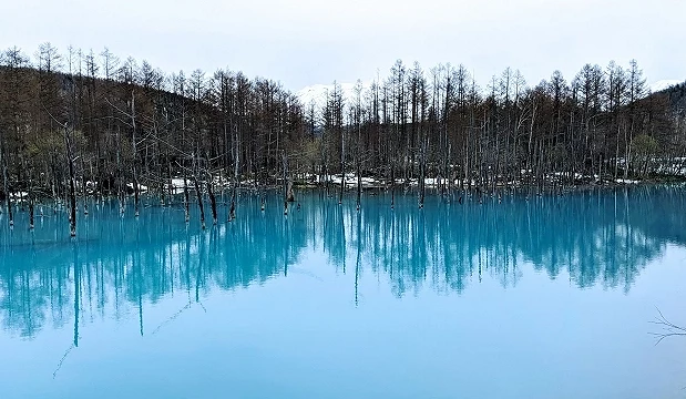 春天的白金青池湖水是柔和的青藍色